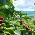 el sector cafetero la atribuye a la baja en la producción por el hongo “roya” que afecta los cultivos.