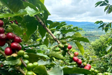 el sector cafetero la atribuye a la baja en la producción por el hongo “roya” que afecta los cultivos.