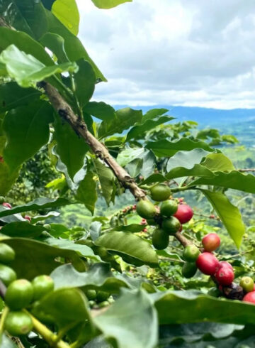 el sector cafetero la atribuye a la baja en la producción por el hongo “roya” que afecta los cultivos.