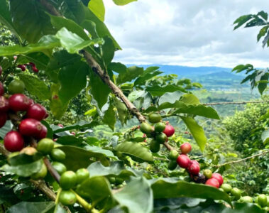 el sector cafetero la atribuye a la baja en la producción por el hongo “roya” que afecta los cultivos.