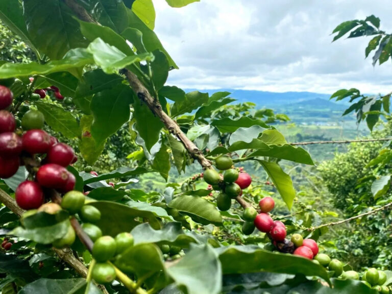 el sector cafetero la atribuye a la baja en la producción por el hongo “roya” que afecta los cultivos.
