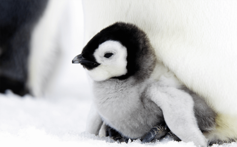 crias de pingüinos emperados