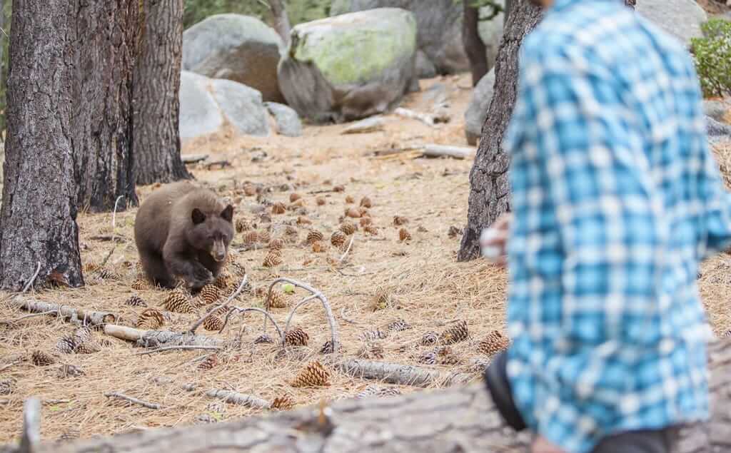 prefieres un hombre o un oso