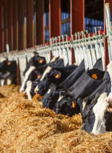 Criaderos de animales en California