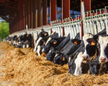 Criaderos de animales en California