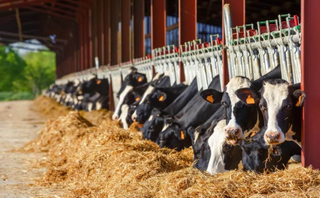 Criaderos de animales en California