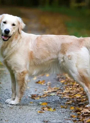 Golden Retriver