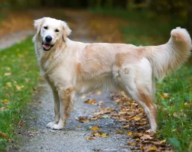 Golden Retriver