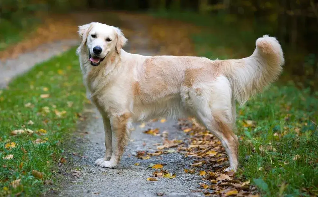 Golden Retriver