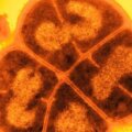 conan la bacteria