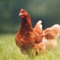 gallina en el pasto