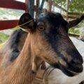 cabras con brote de ántrax