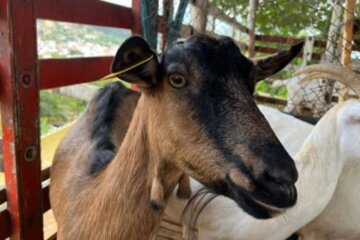 cabras con brote de ántrax