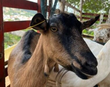 cabras con brote de ántrax