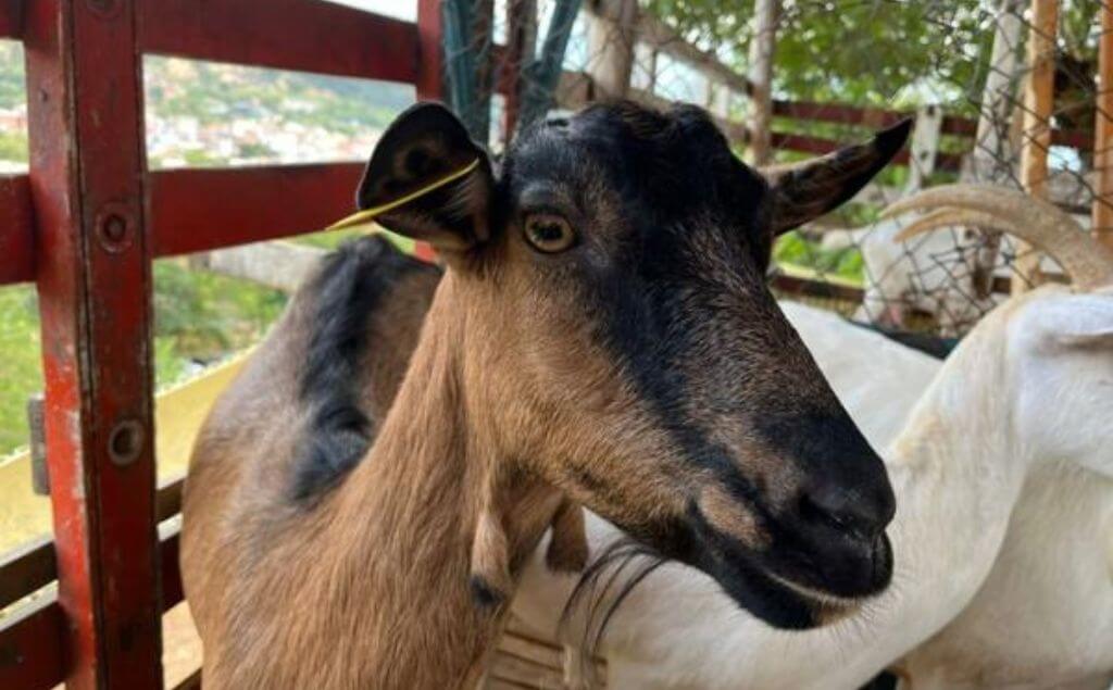 cabras con brote de ántrax