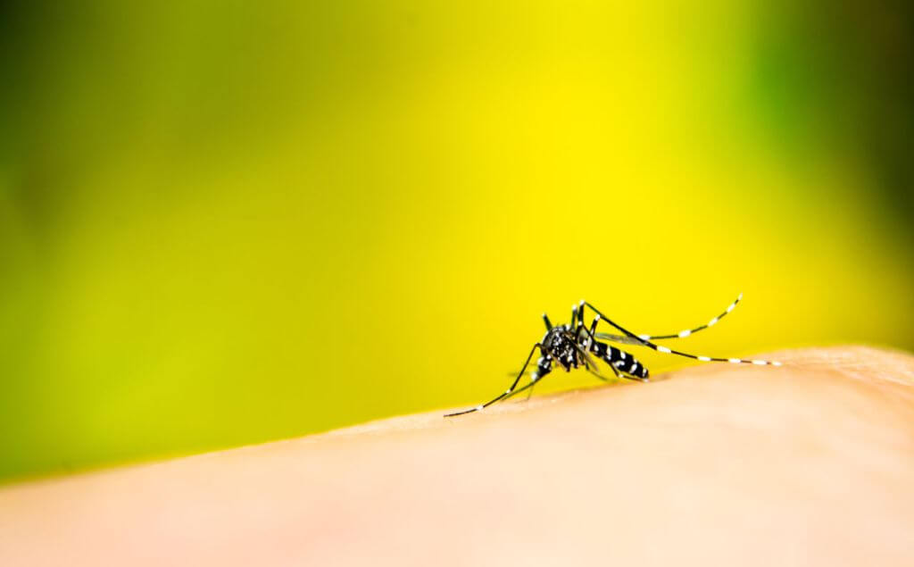 mosquito del dengue en la piel de una persona