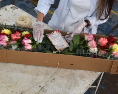 Flores colombianas para san valentin