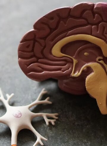 recreacion de cerebro