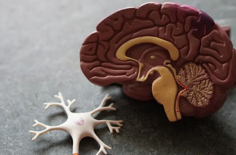 recreacion de cerebro