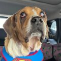 Angel el perro que fue maltratado por humanos