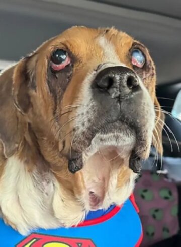 Angel el perro que fue maltratado por humanos