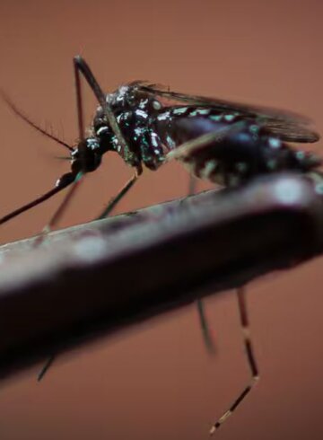 mosquito de chikungunya