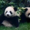 pandas bebes