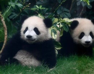 pandas bebes