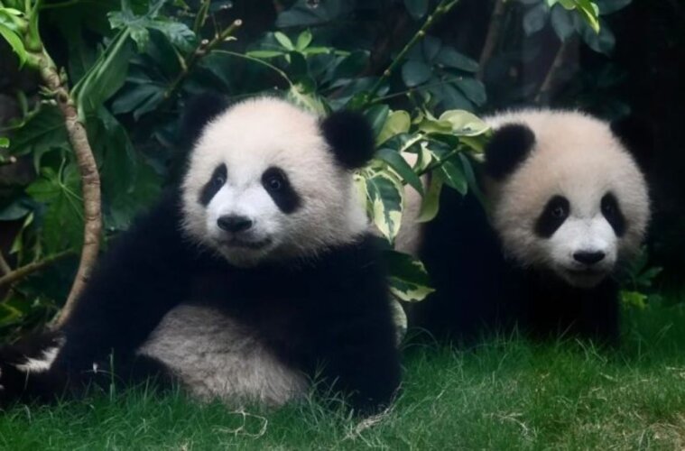 pandas bebes