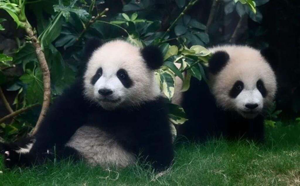 pandas bebes