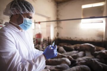 alertan del alza de enfermedades transmitidas por animales