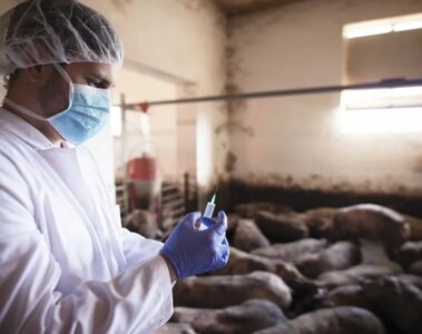 alertan del alza de enfermedades transmitidas por animales