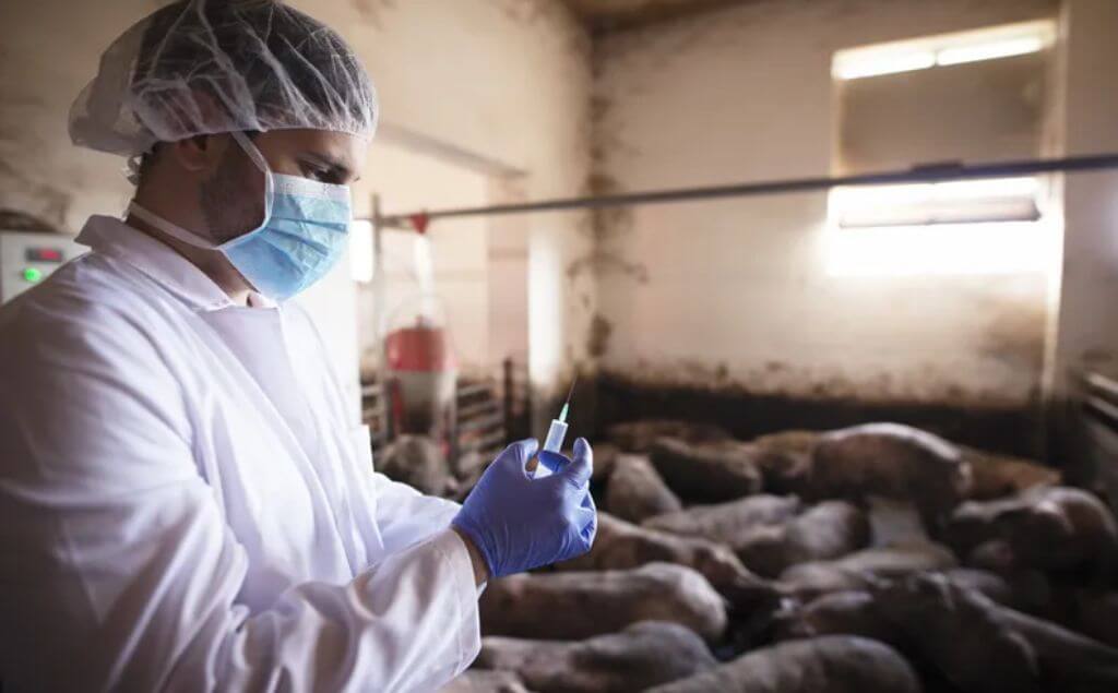 alertan del alza de enfermedades transmitidas por animales